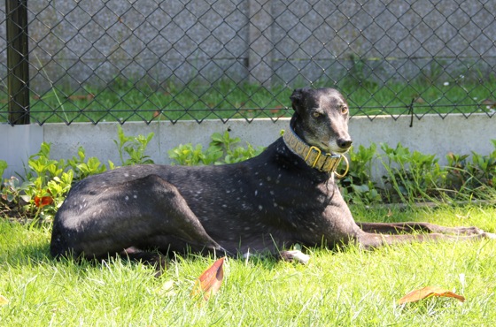 Galgo - greyhound Photograph