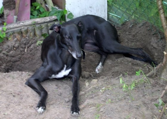 Galgo - greyhound Photograph