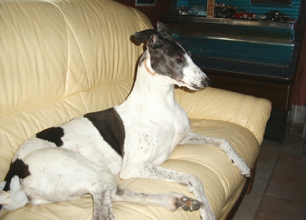 Greyhound Photograph